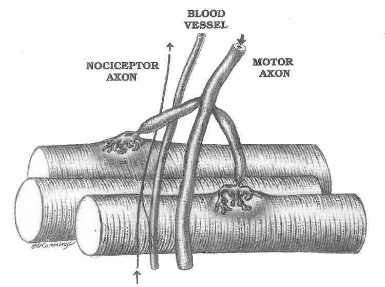 Muscle endplate